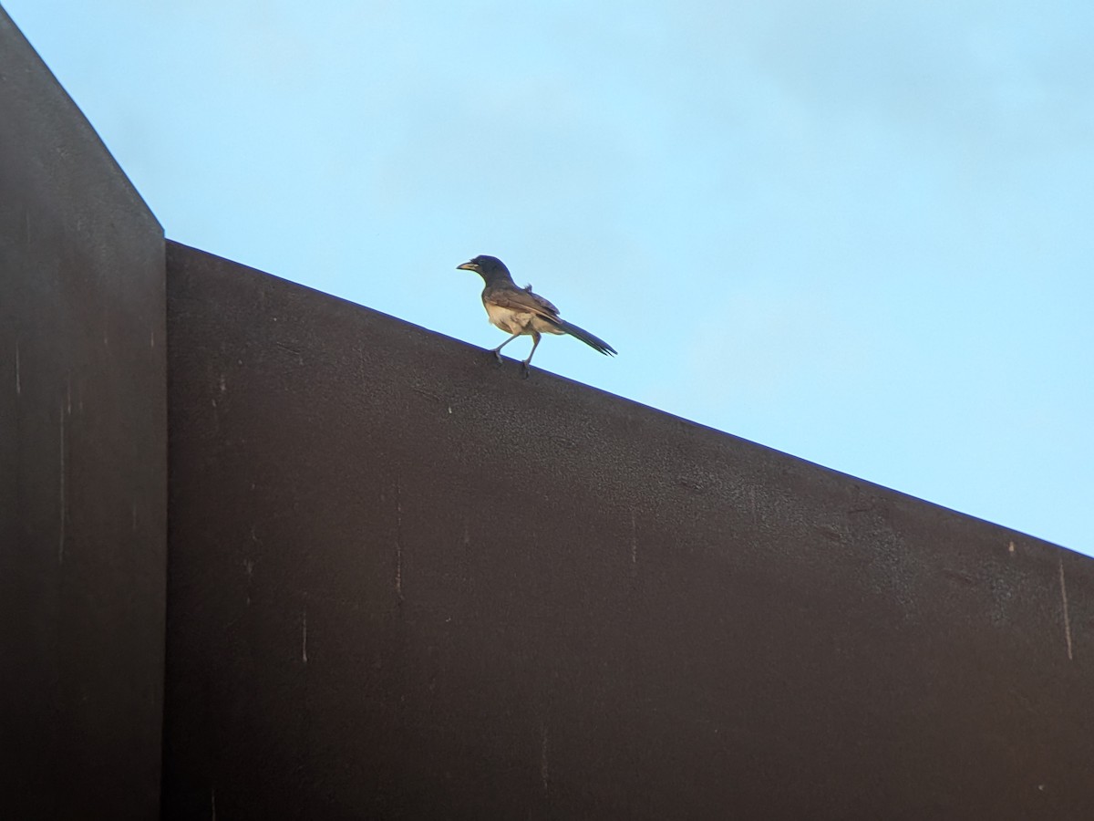 Brown Jay - ML658823038