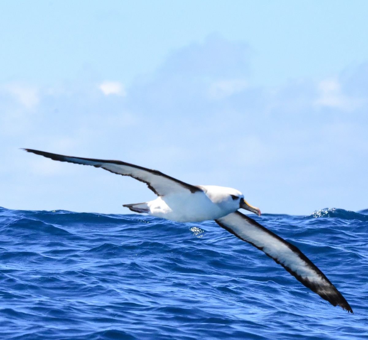 Atlantic Yellow-nosed Albatross - ML658824114
