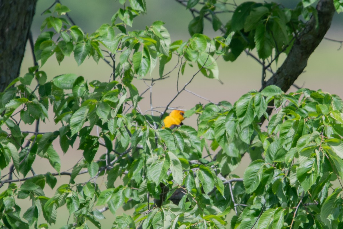 eBird Checklist - 31 May 2026 - Delaware Wildlife Area--Panhandle Rd ...