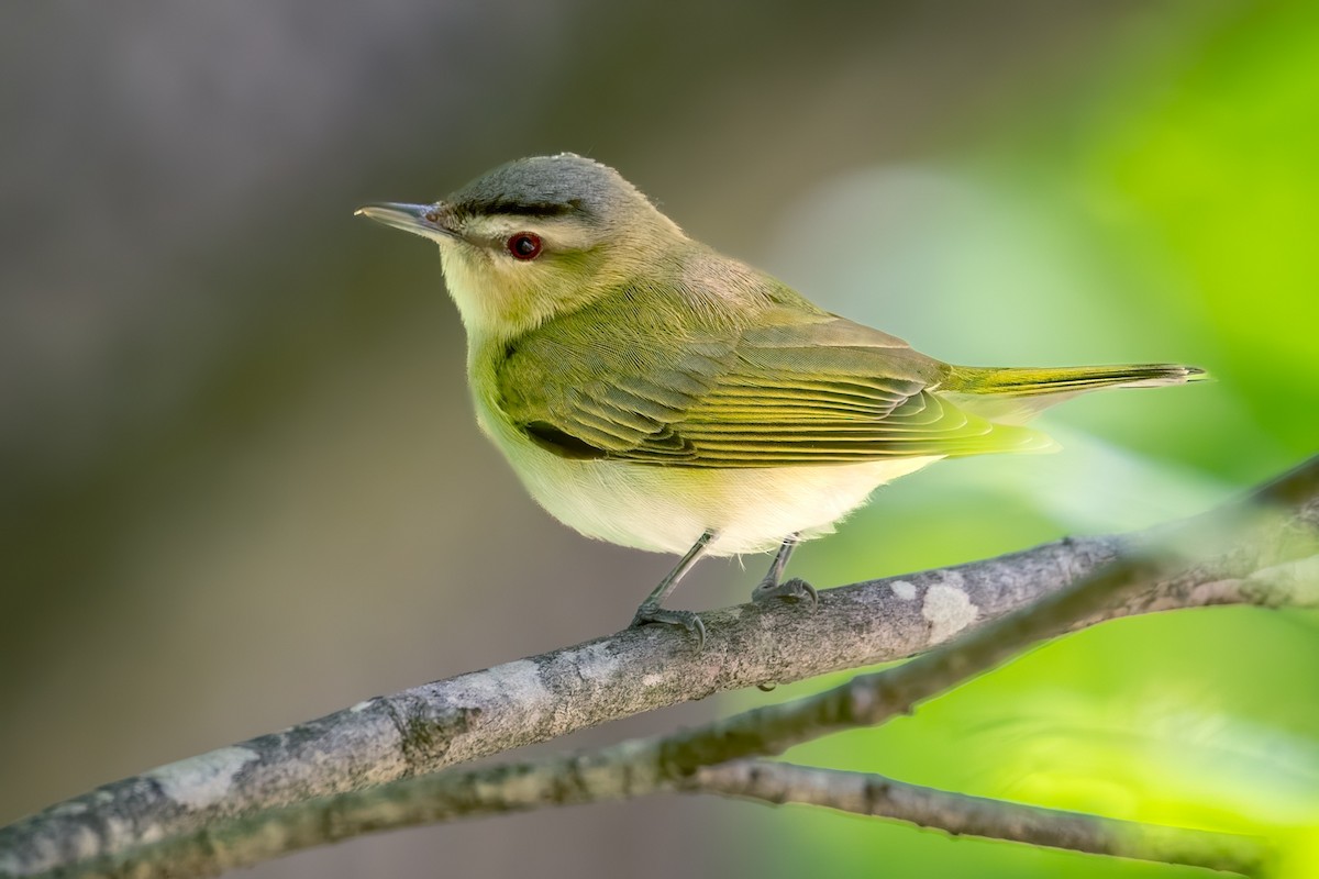 Vireo Ojirrojo - ML658826691