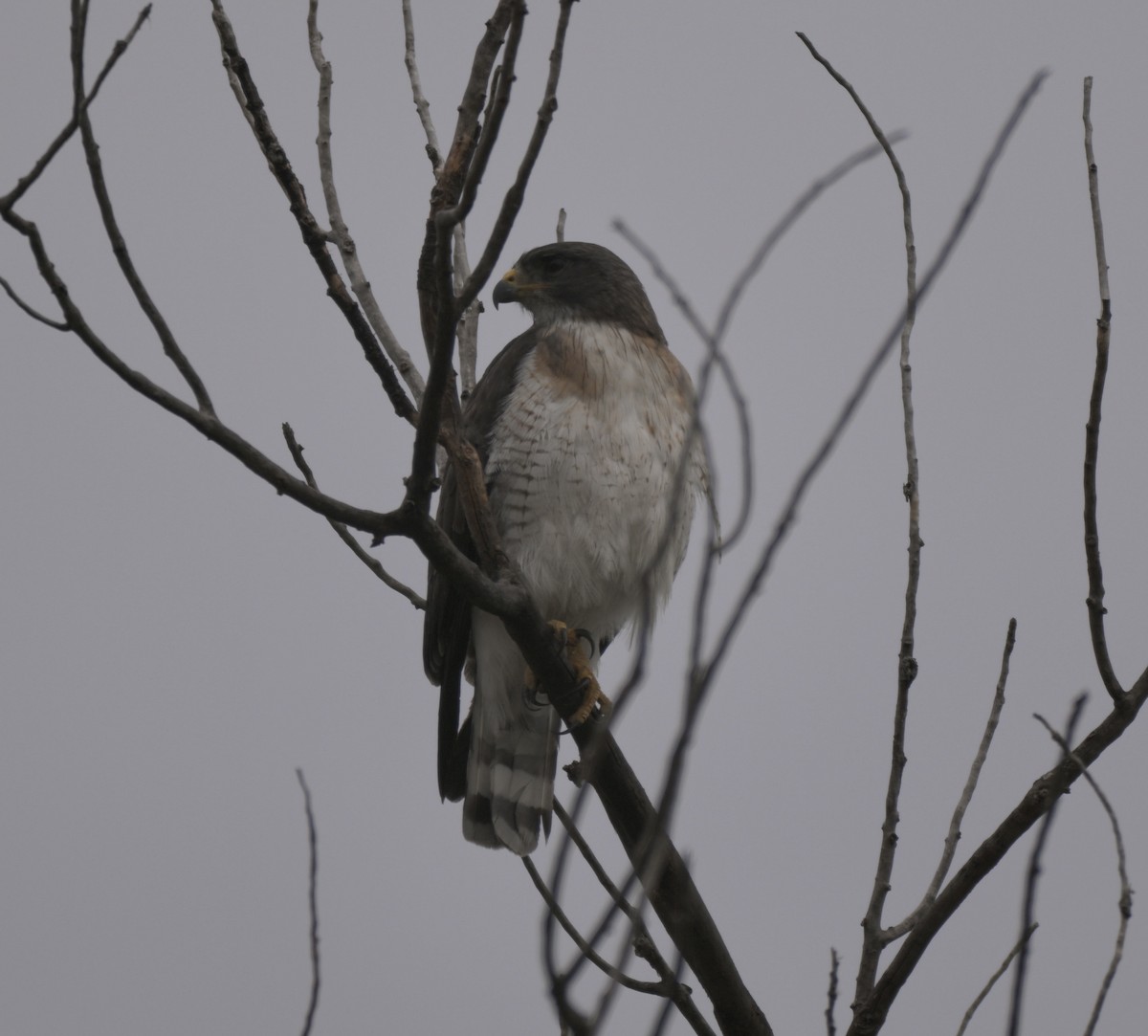 Short-tailed Hawk - ML658827138