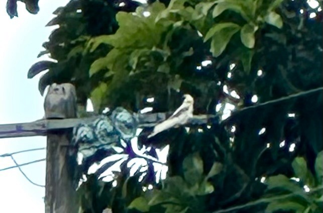 parakeet sp. - ML658827140