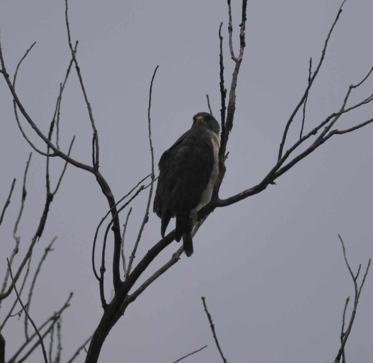 Short-tailed Hawk - ML658827192
