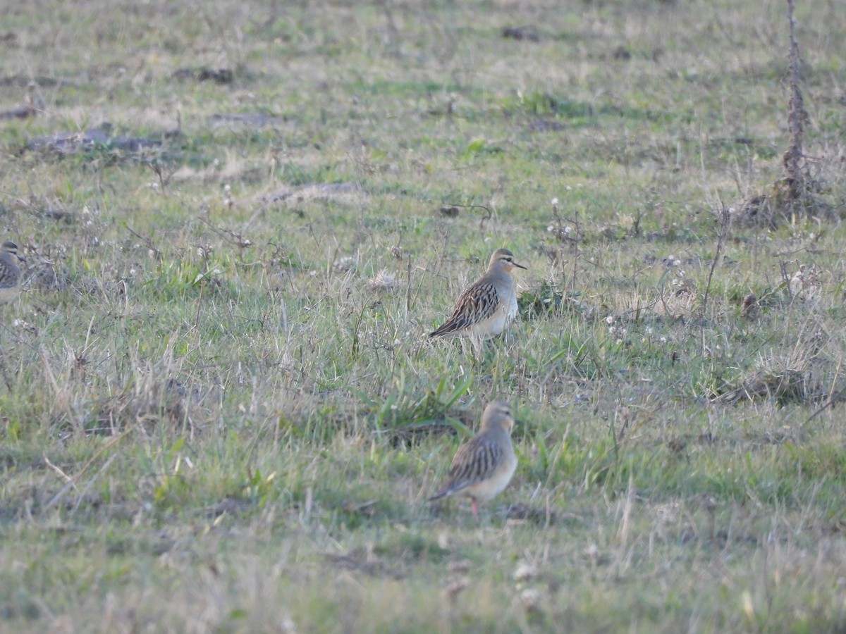 Tawny-throated Dotterel - ML658827218