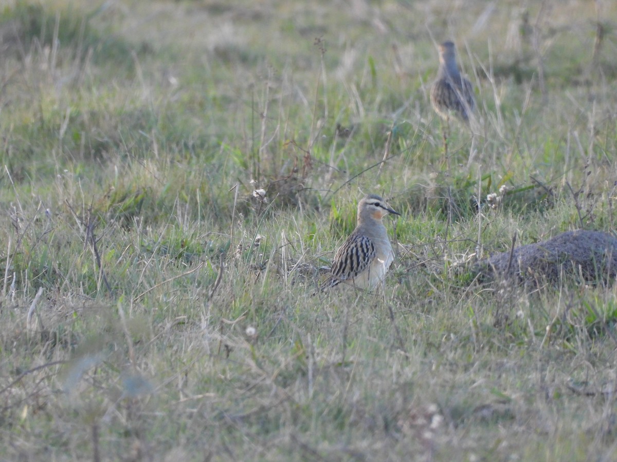 Tawny-throated Dotterel - ML658827220