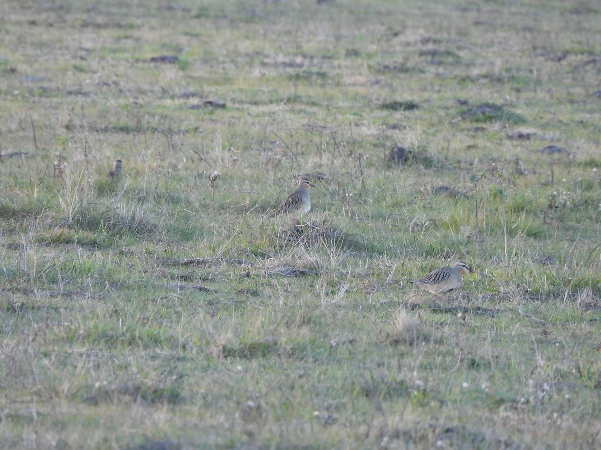 Tawny-throated Dotterel - ML658827221