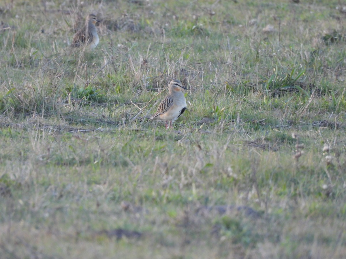 Tawny-throated Dotterel - ML658827222
