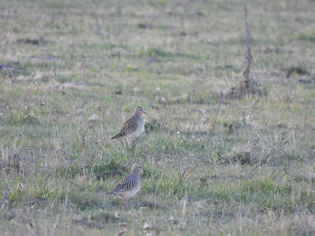 Tawny-throated Dotterel - ML658827223
