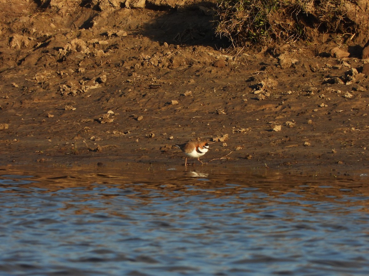Collared Plover - ML658827244