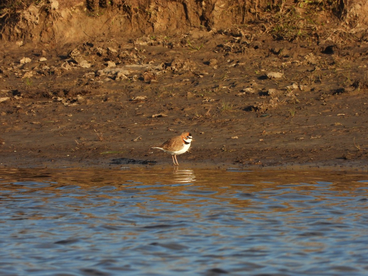 Collared Plover - ML658827245
