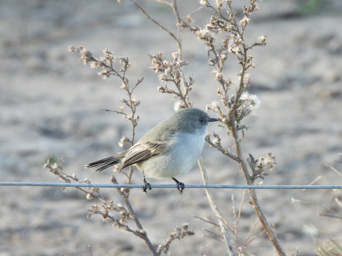 Sooty Tyrannulet - ML658827295