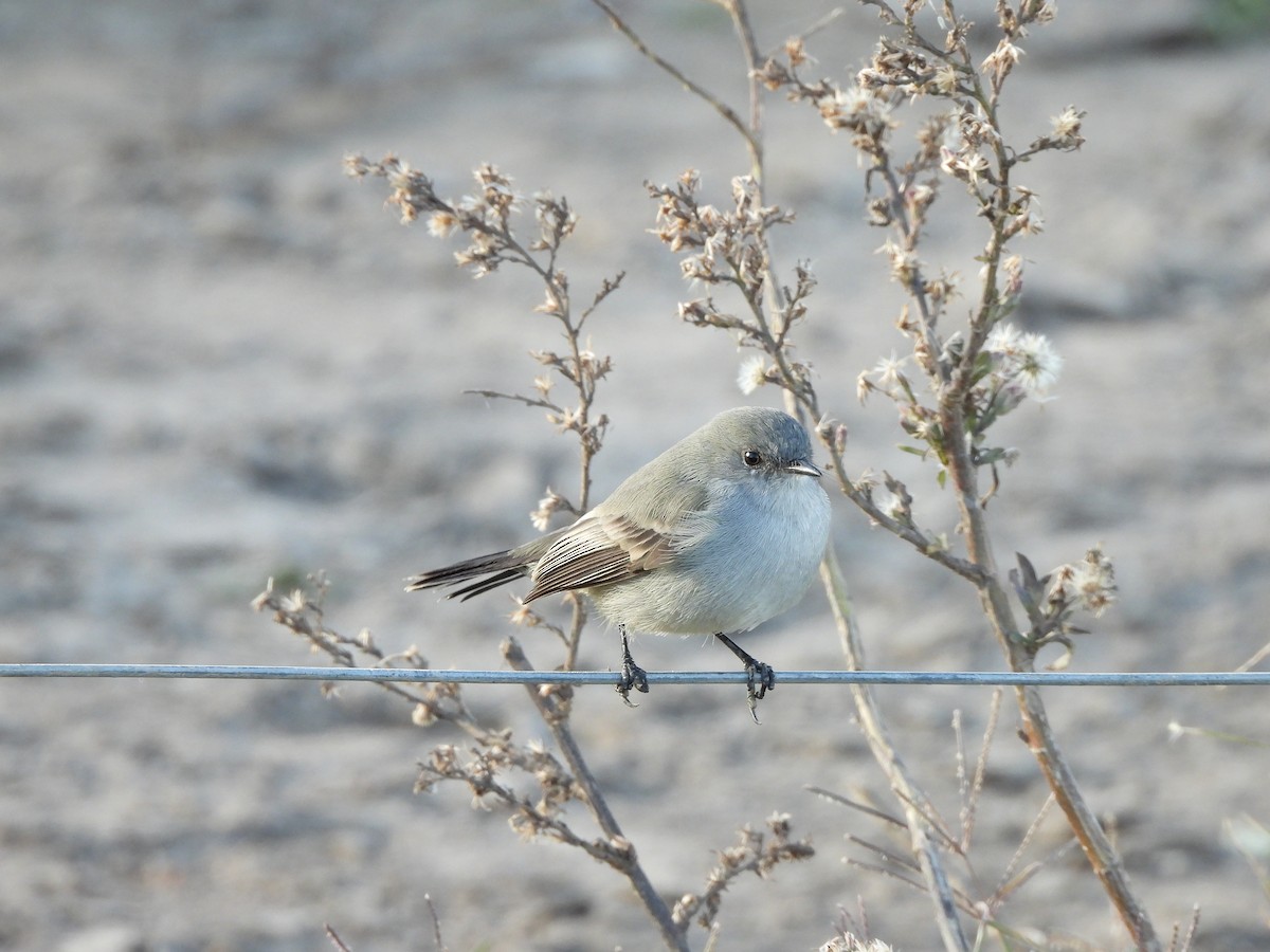 Sooty Tyrannulet - ML658827298