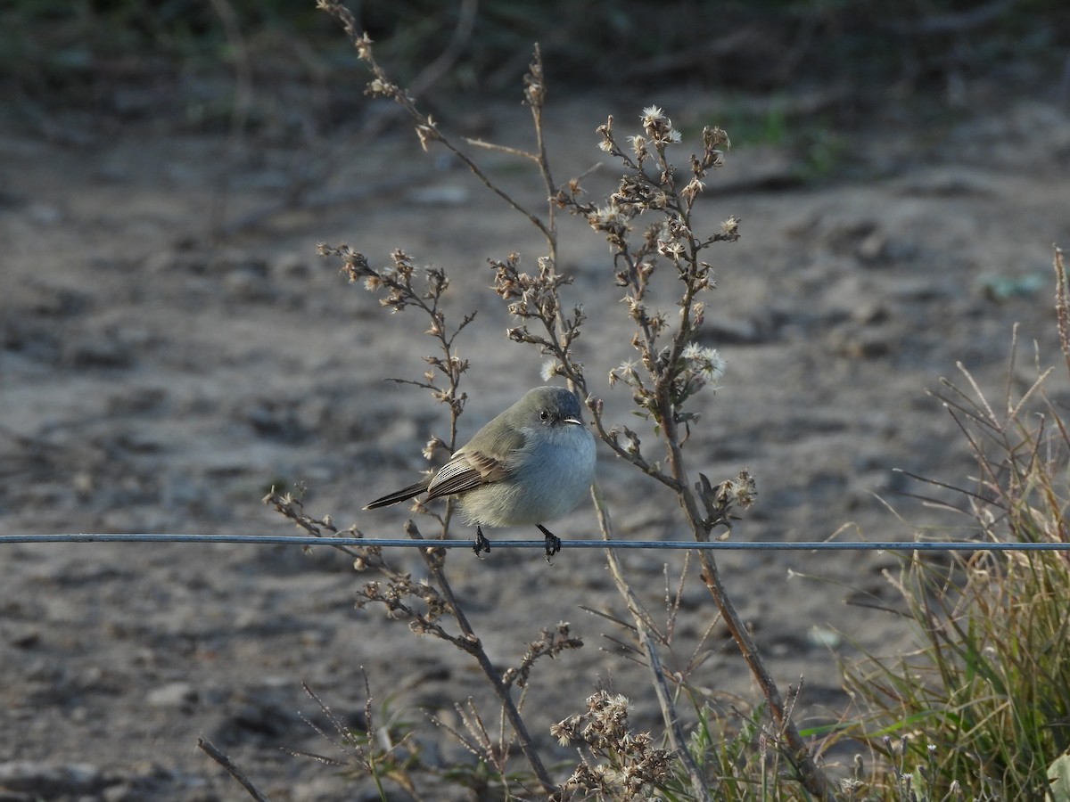 Sooty Tyrannulet - ML658827301