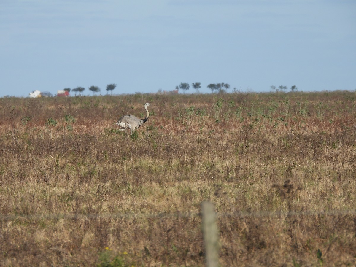Greater Rhea - ML658827345