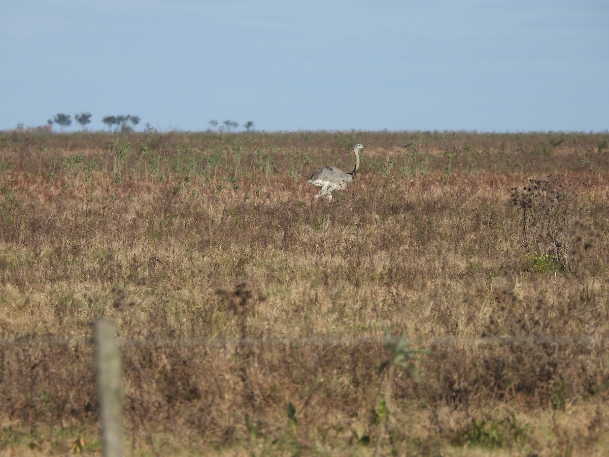 Greater Rhea - ML658827346