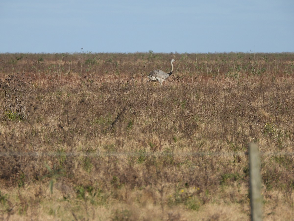 Greater Rhea - ML658827347