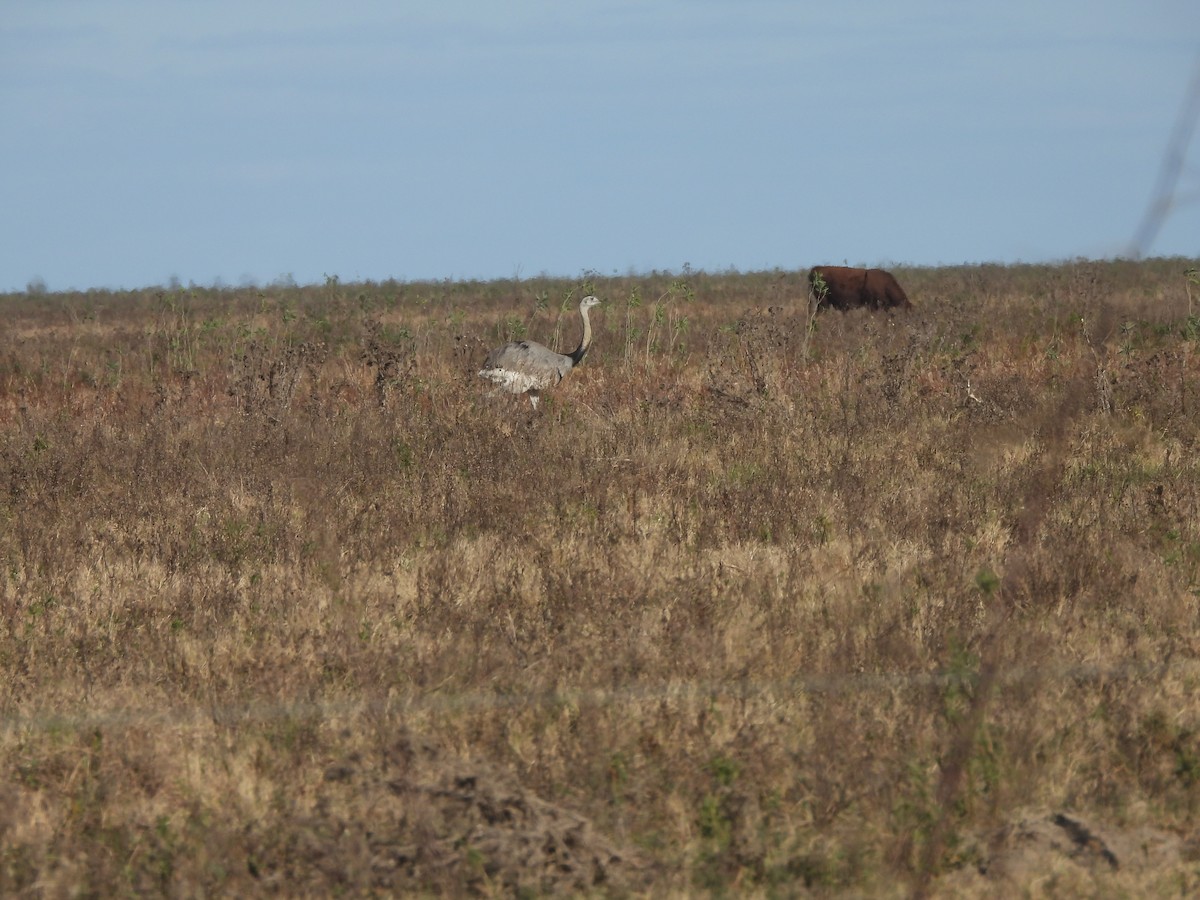 Greater Rhea - ML658827348