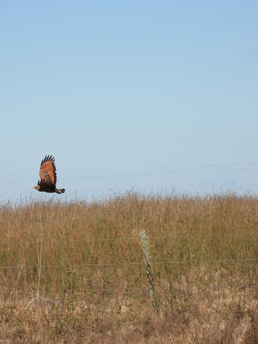 Savanna Hawk - ML658827440