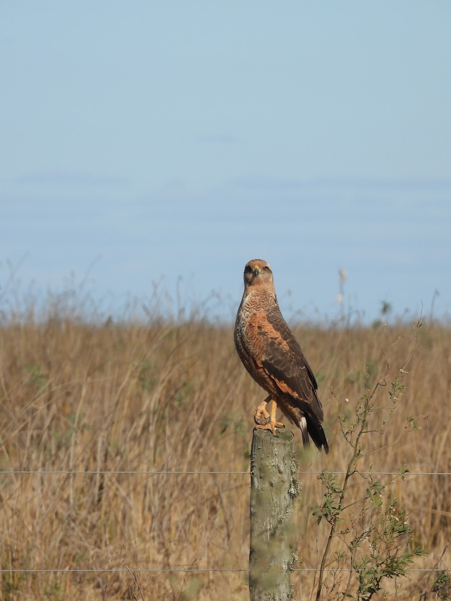 Savanna Hawk - ML658827441