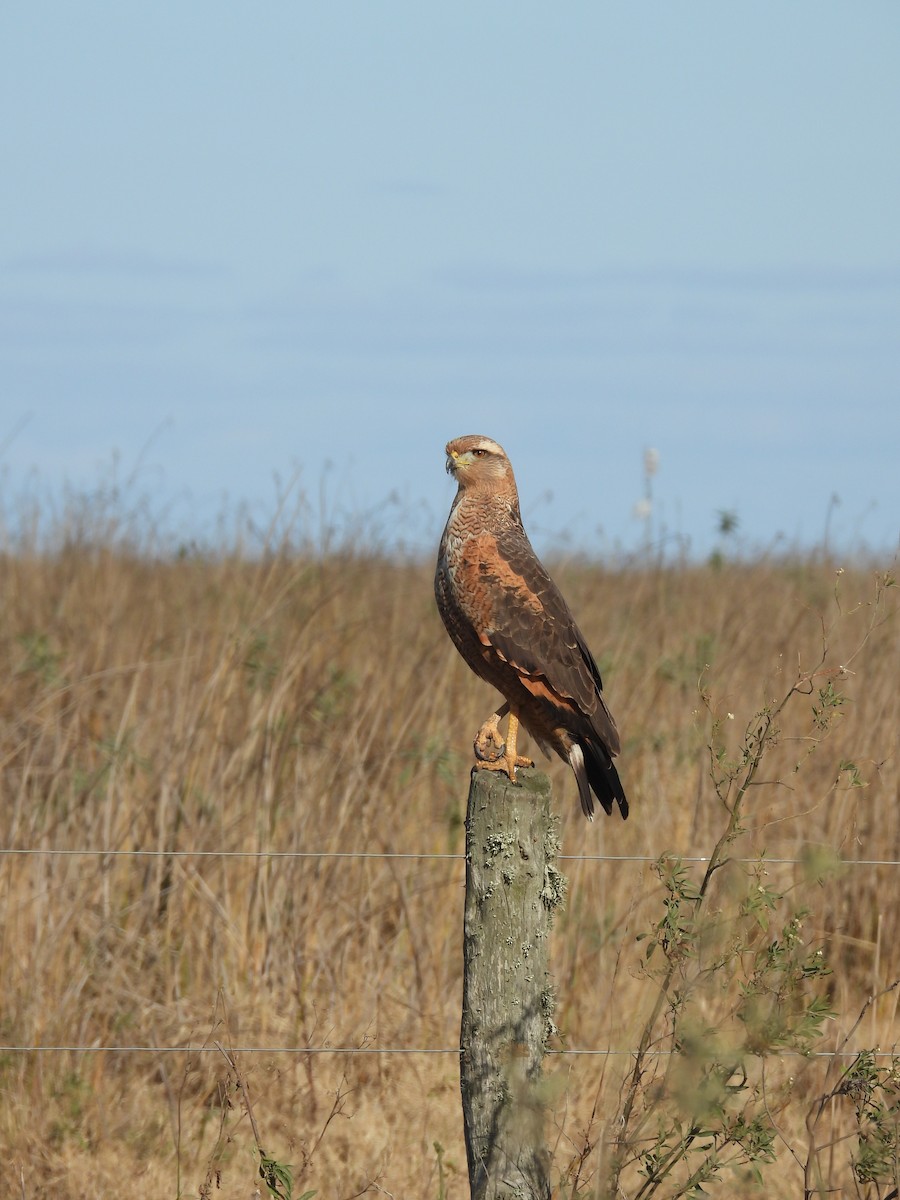 Savanna Hawk - ML658827442
