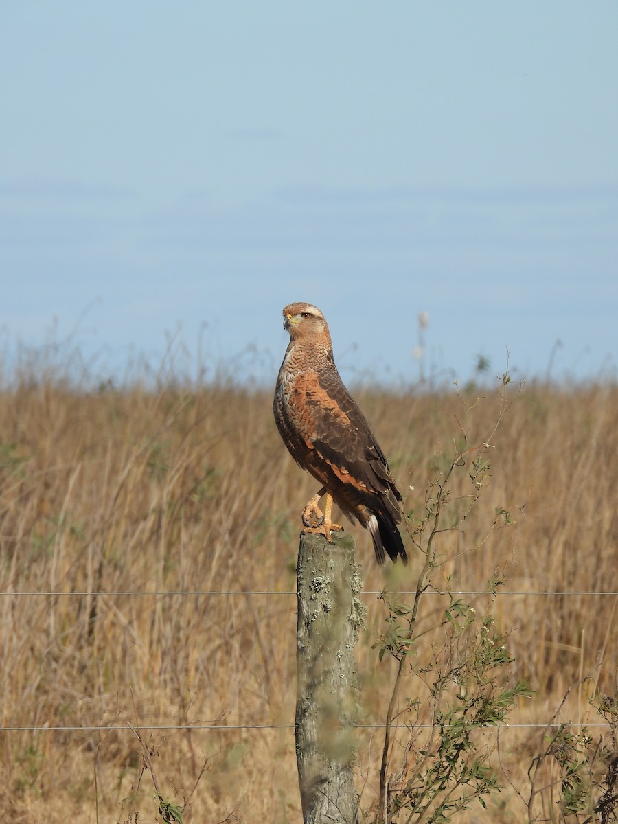 Savanna Hawk - ML658827443