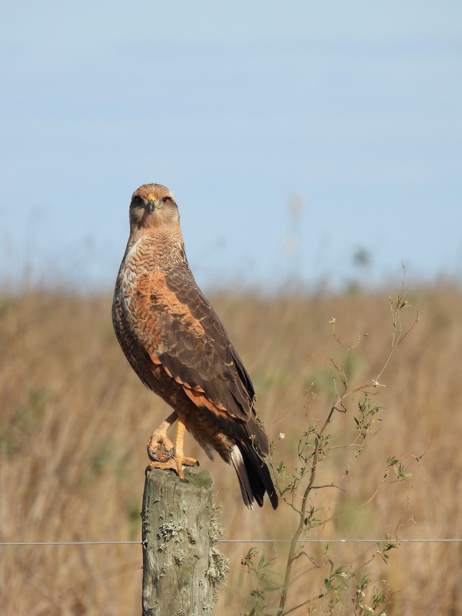 Savanna Hawk - ML658827444