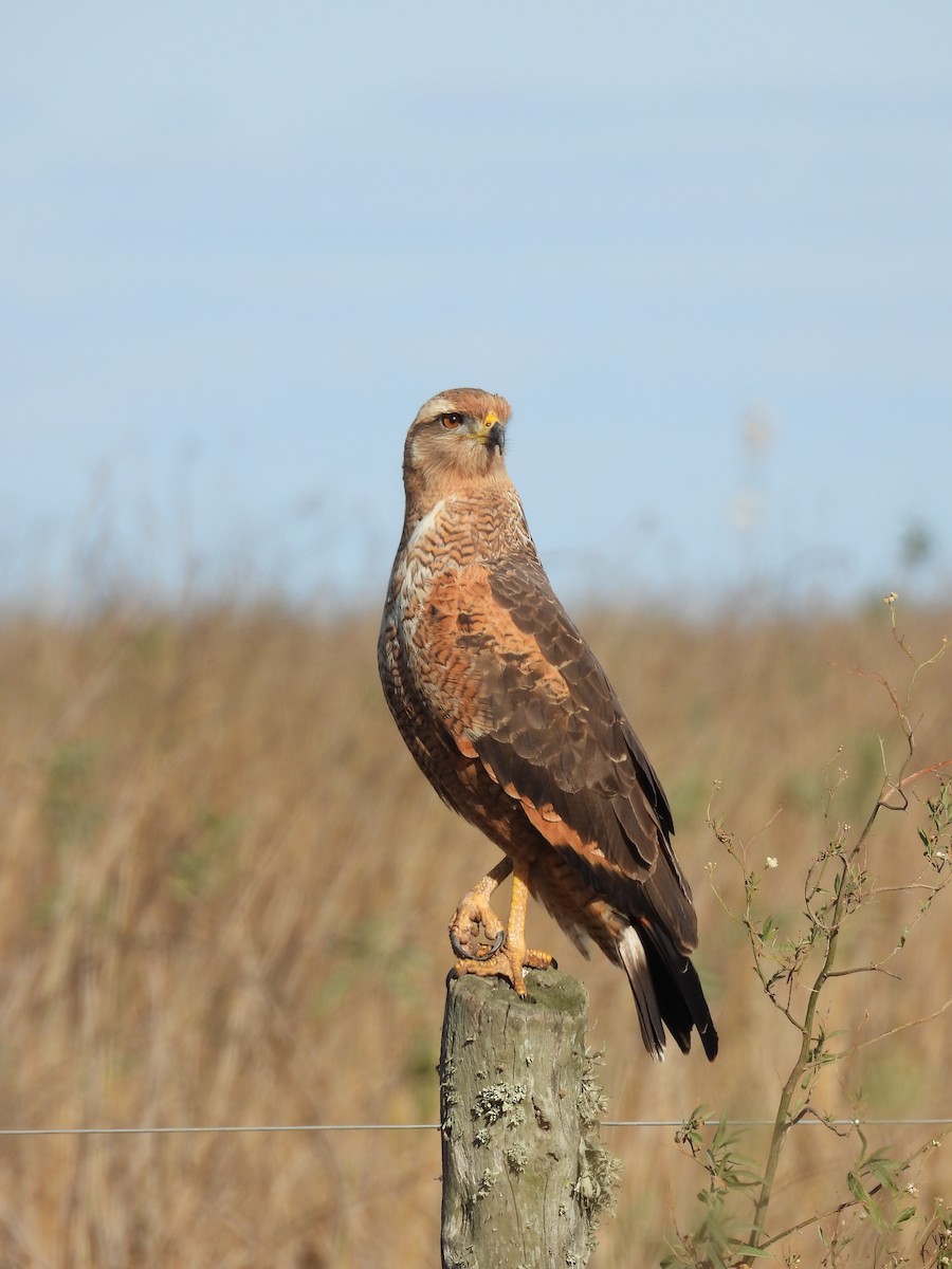 Savanna Hawk - ML658827445
