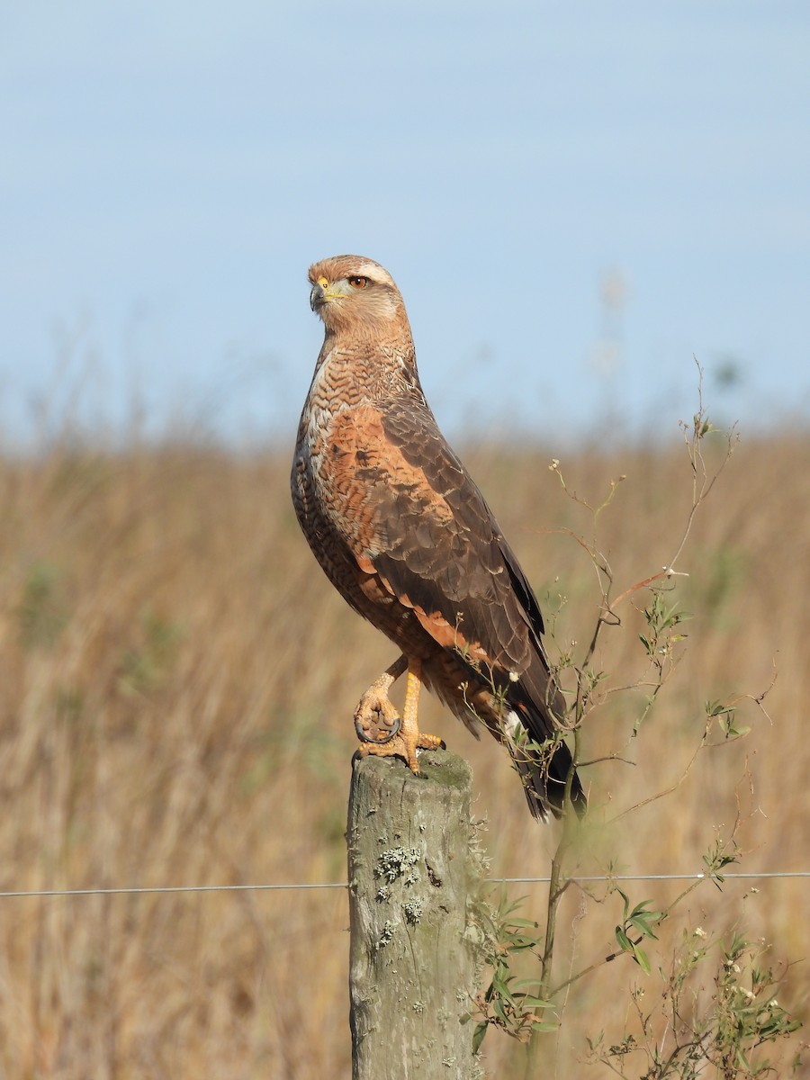 Savanna Hawk - ML658827448