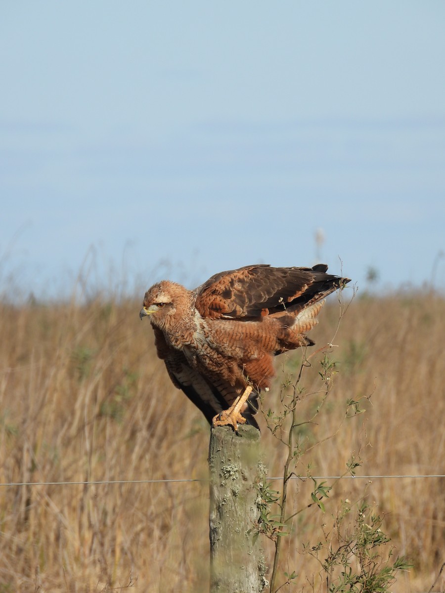 Savanna Hawk - ML658827449
