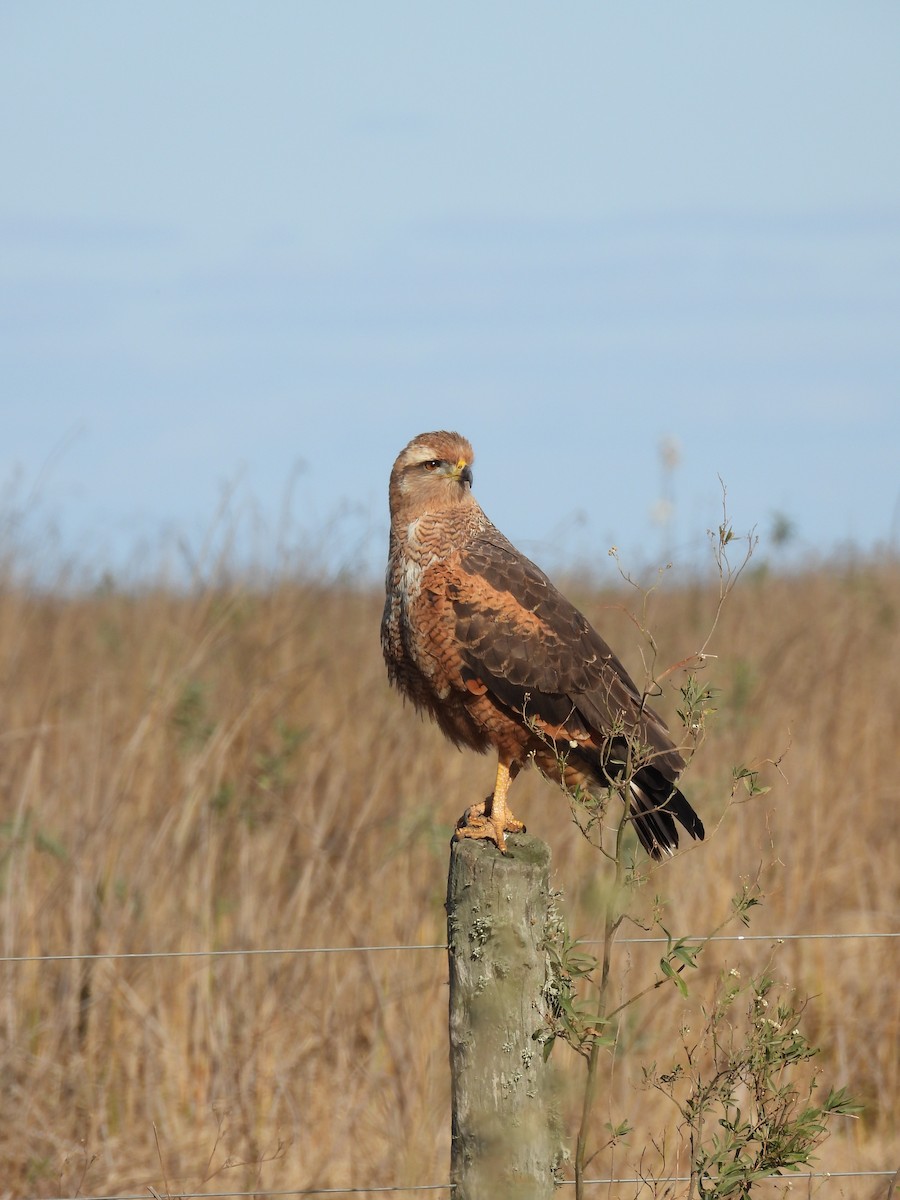 Savanna Hawk - ML658827451