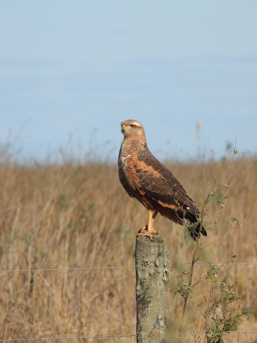 Savanna Hawk - ML658827453