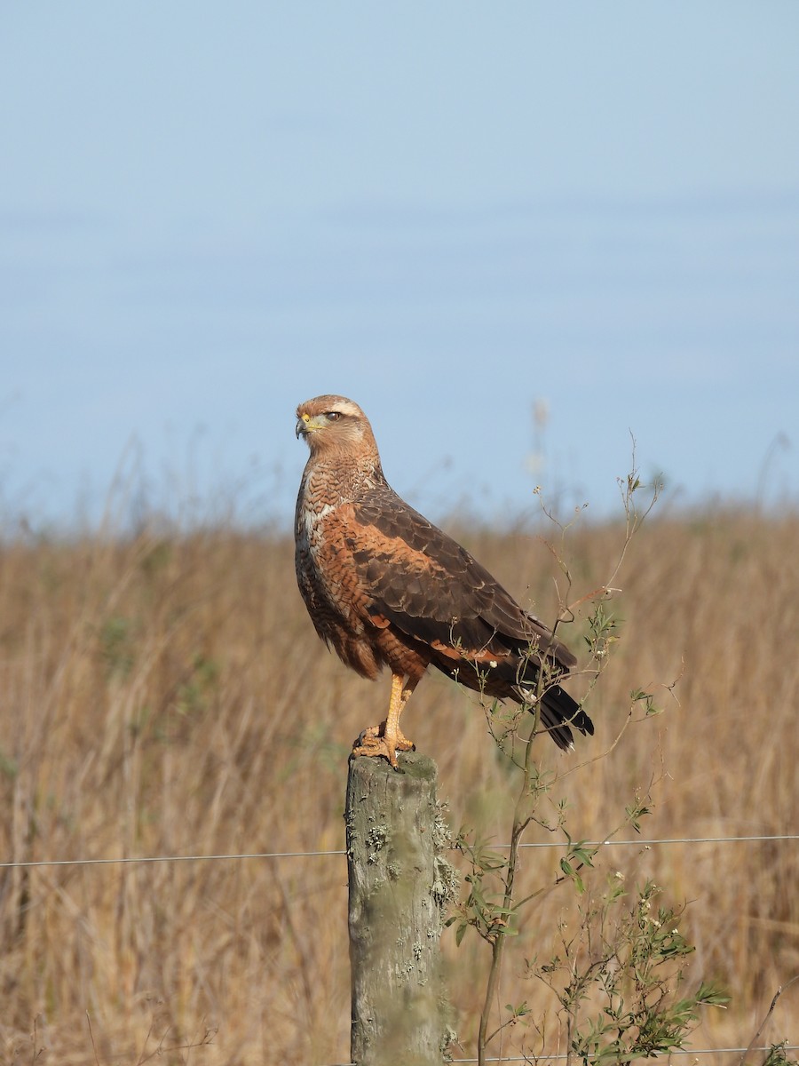 Savanna Hawk - ML658827458
