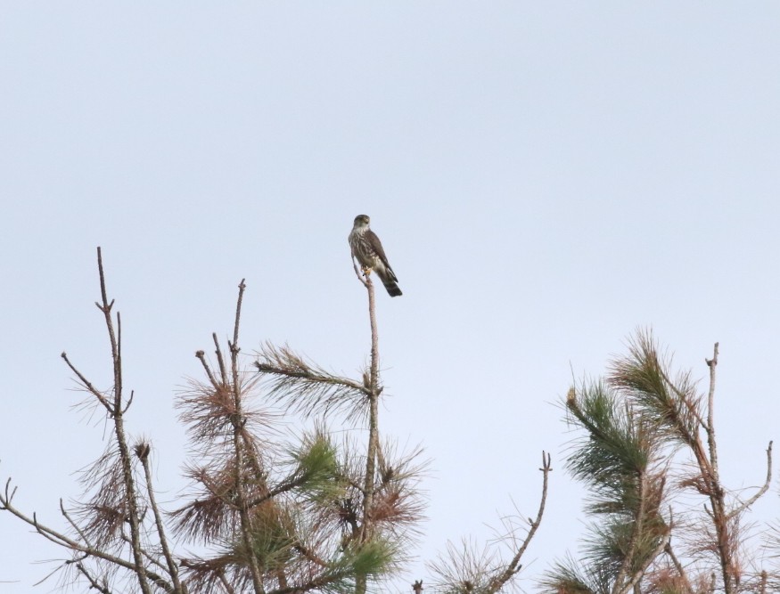 Merlin (Taiga) - ML658828832