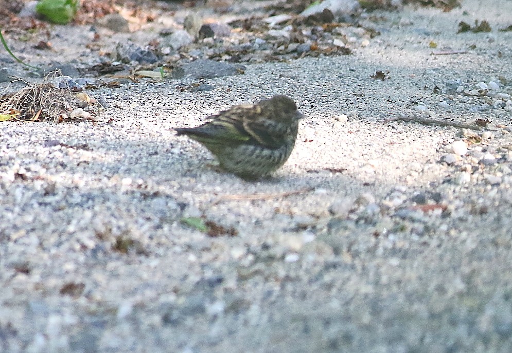 Pine Siskin - ML658828910