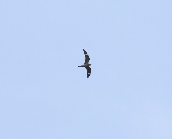 Common Nighthawk - ML658829017