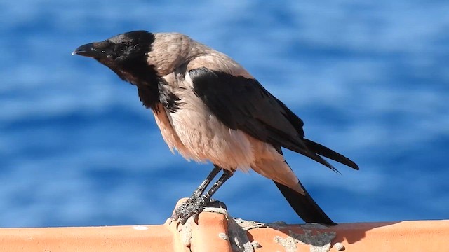 Leş Kargası - ML658829601