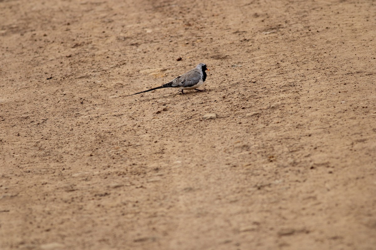 Namaqua Dove - ML658829924