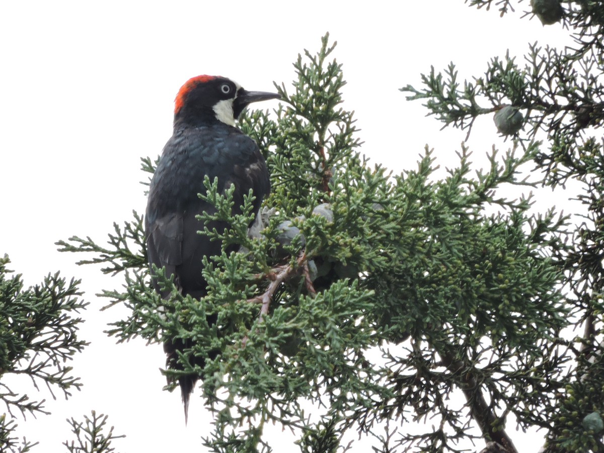 Acorn Woodpecker - Manuel Becerril González