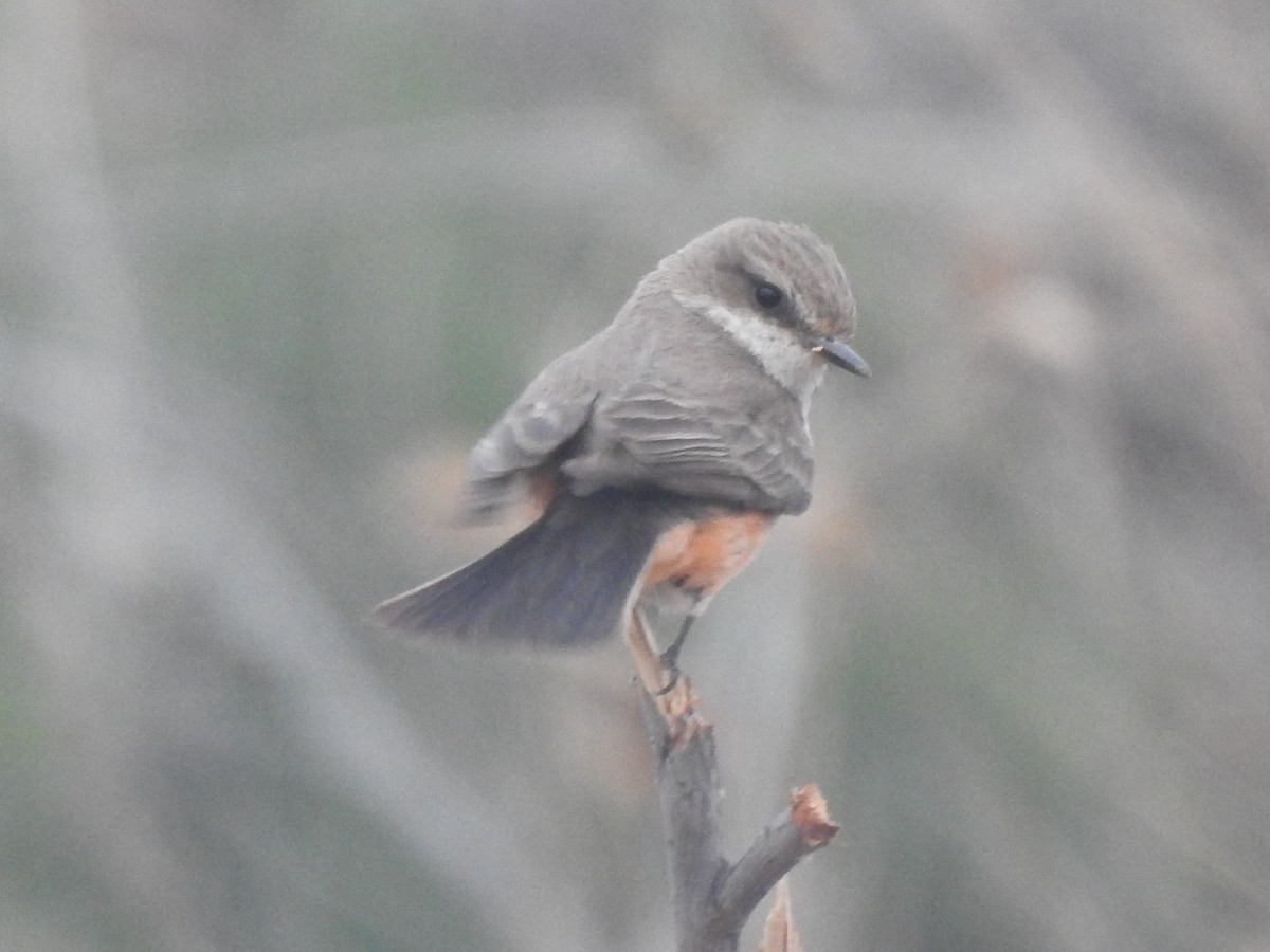 Vermilion Flycatcher - Pyrocephalus rubinus - Media Search - Macaulay ...