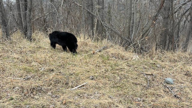 Kenai Black Bear - ML658831640