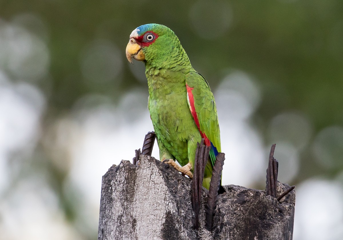 White-fronted Parrot - ML65883181