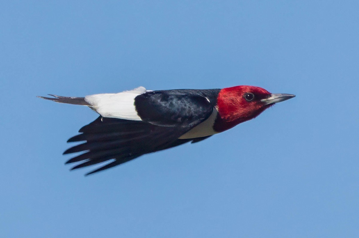 Red-headed Woodpecker - ML658837375
