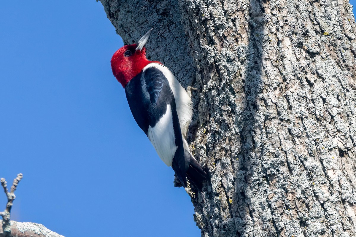 Red-headed Woodpecker - ML658837376