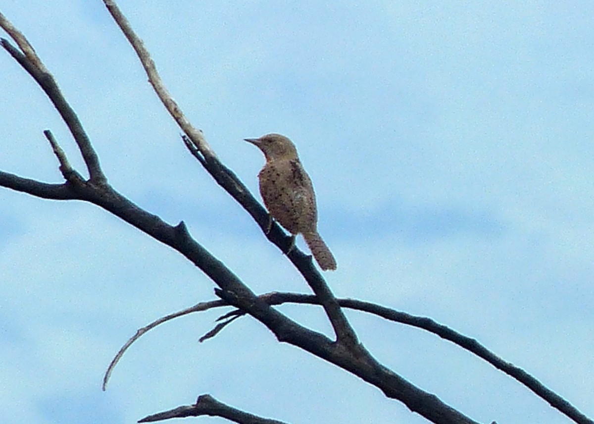 Red-throated Wryneck - ML658838696