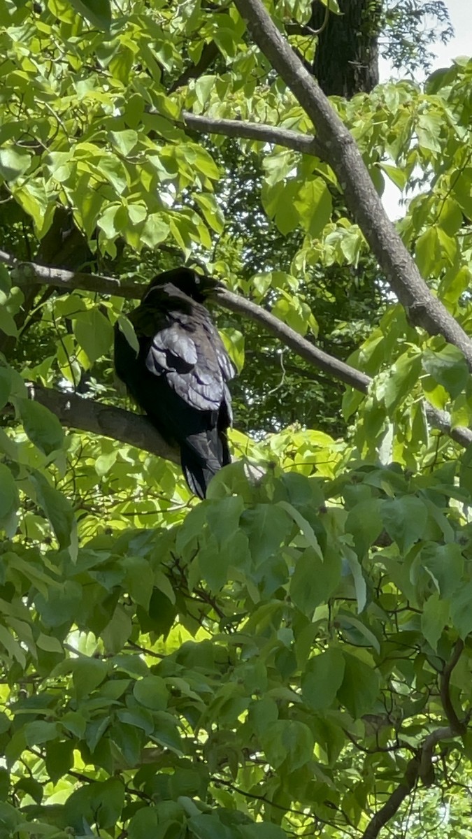 Common Raven - ML658841552
