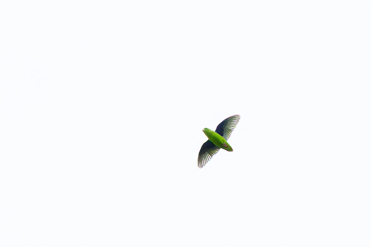 Green-rumped Parrotlet - ML658841812