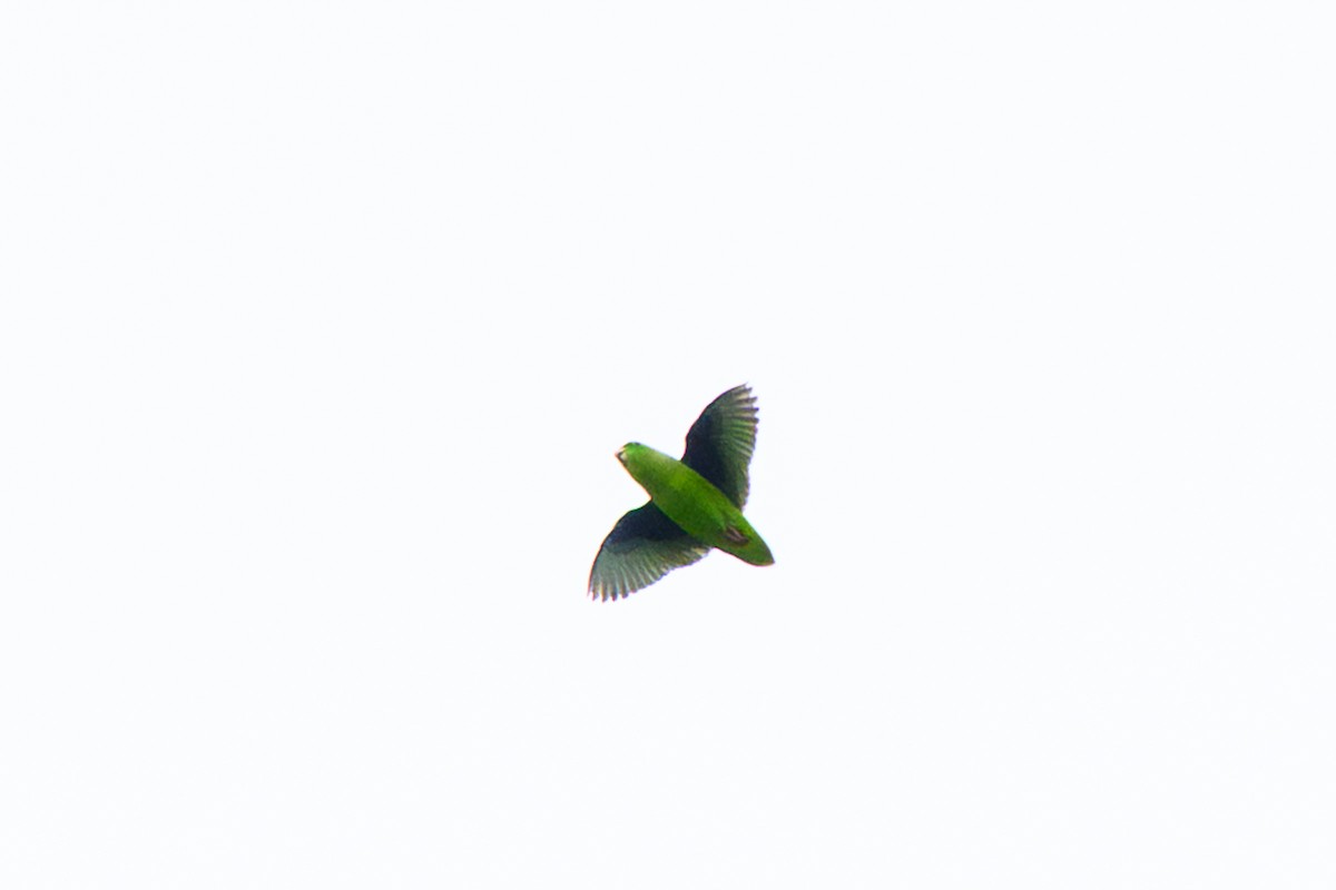Green-rumped Parrotlet - ML658841813