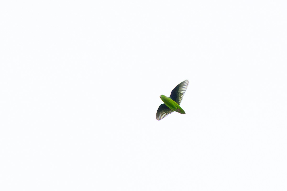 Green-rumped Parrotlet - ML658841814