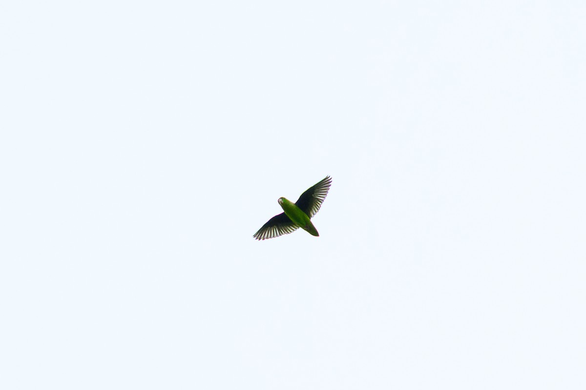 Green-rumped Parrotlet - ML658841815