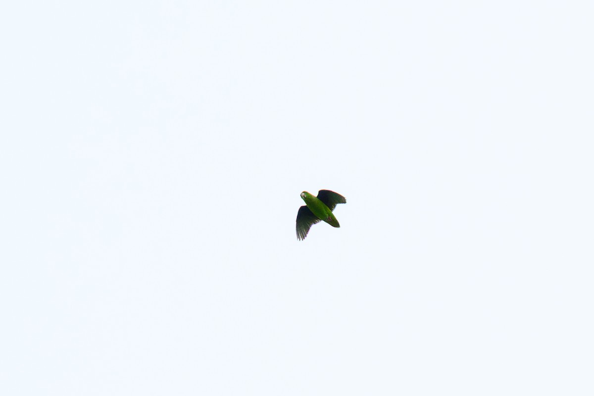 Green-rumped Parrotlet - ML658841816